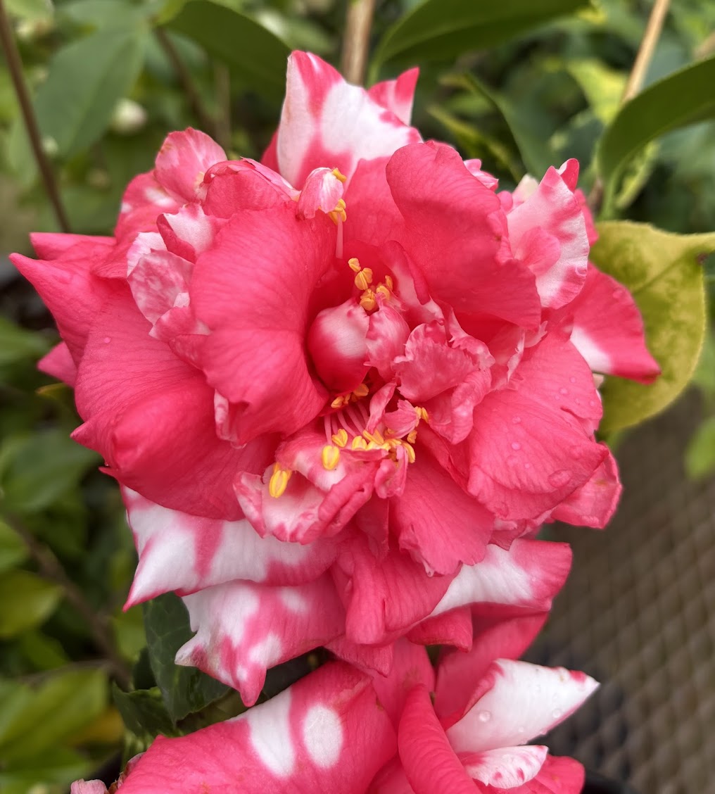 Camellia japonica 'Diakagura Variegated'