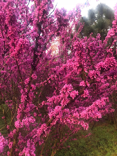 Cercis glabra 'Celestial Plum'