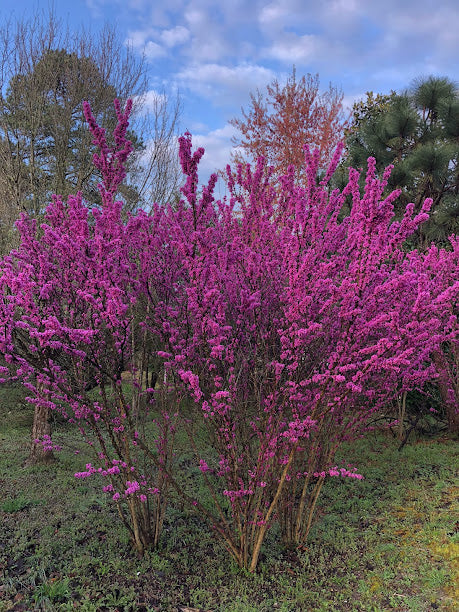 Cercis glabra 'Celestial Plum'