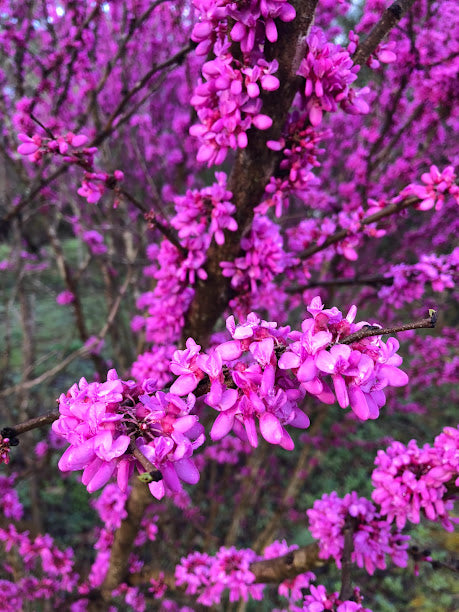 Cercis glabra 'Celestial Plum'