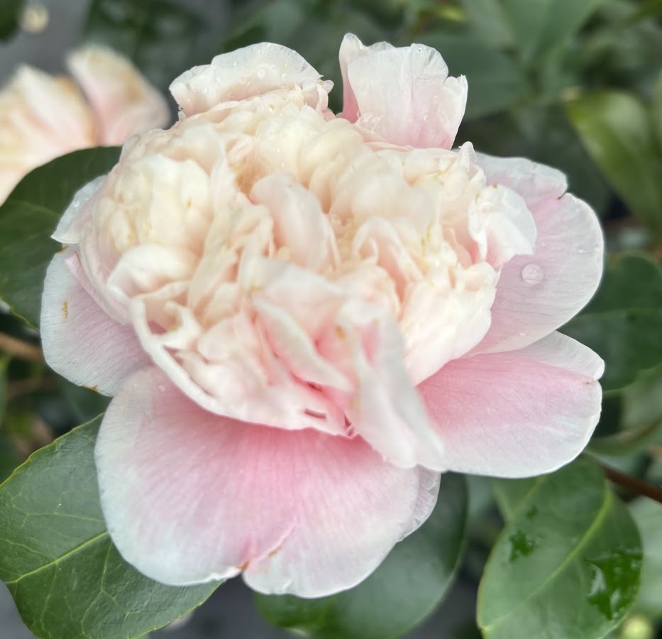 Camellia 'Blush Sargent' – Garden Treasures Nursery
