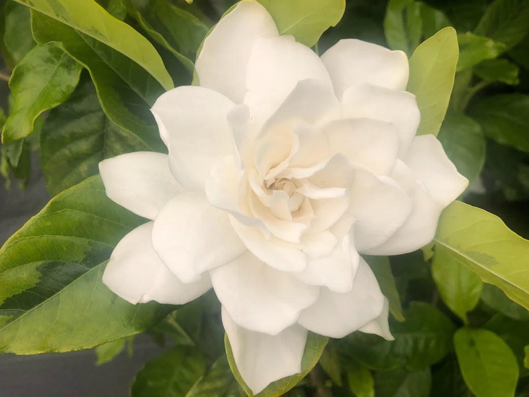 Gardenia jasminoides 'Ogon No Hana'