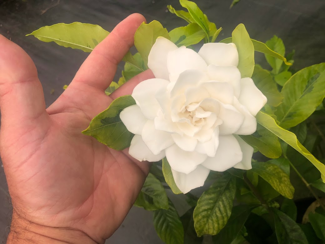 Gardenia jasminoides 'Ogon No Hana'