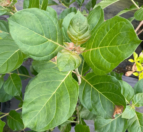 Pinckneya bracteata 'Adora' RARE EXCLUSIVE NEW RELEASE