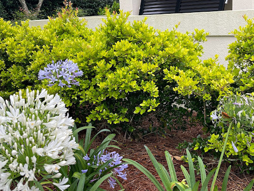 Ilex vomitoria 'Panhandle Gold' RARE