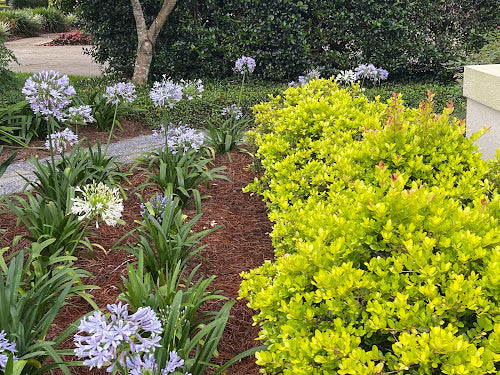 Ilex vomitoria 'Panhandle Gold' RARE