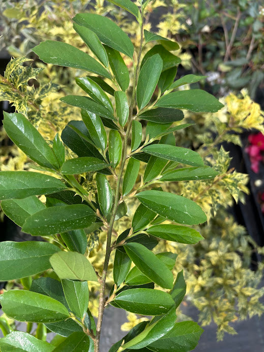 XDistylarrotia 'Spartan' EXTREMELY RARE