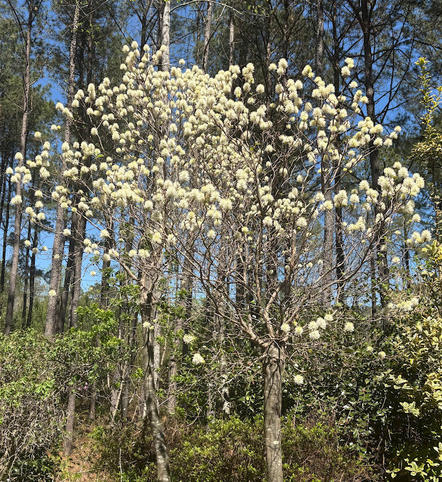 Fothergilla x intermedia 'Blue Shadow'