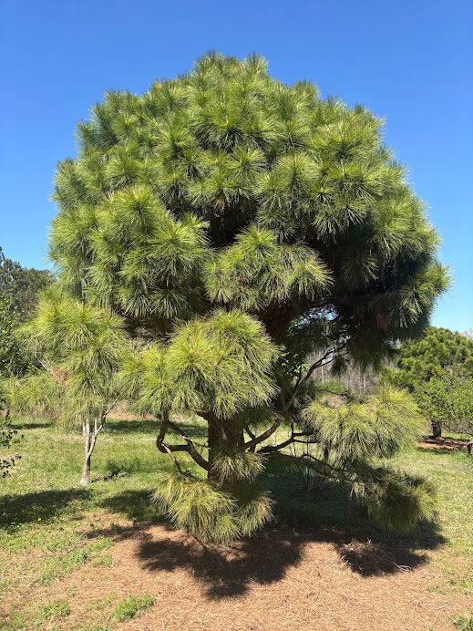 Pinus taeda "Jewel Box" 'Jade' EXCLUSIVE NEW INTRODUCTION ! RARE!! GRAFTED PLANTS