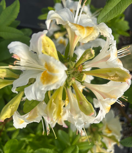 Rhododendron x 'Jock Brydon'