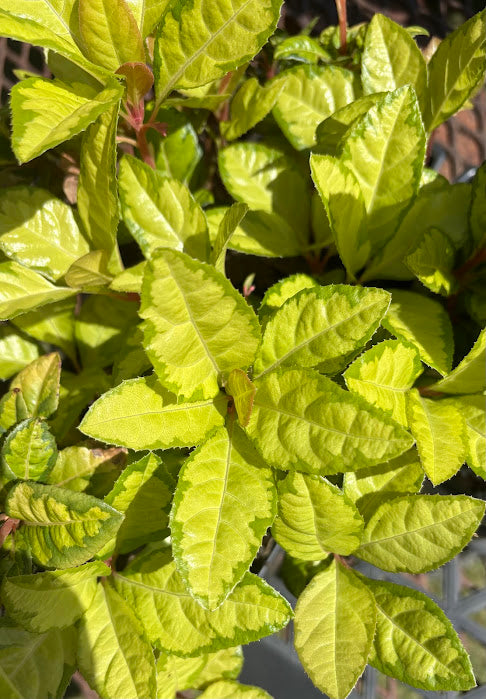Ardisia japonica 'Miho No Matsu' RARE