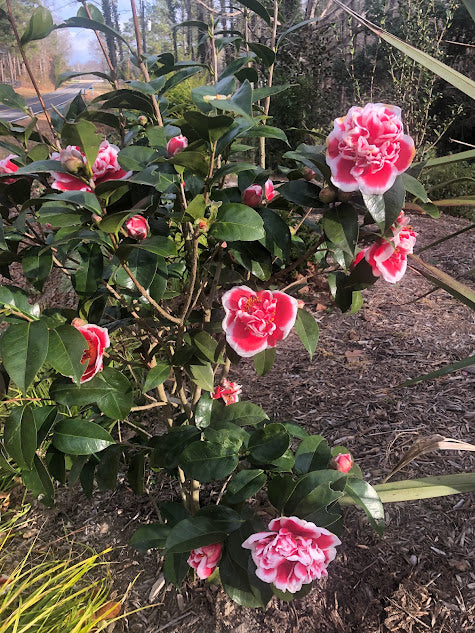 Camellia x 'Dragon Fireball' aka 'Longhuozhu'