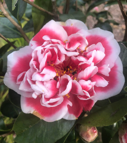 Camellia x 'Dragon Fireball' aka 'Longhuozhu'
