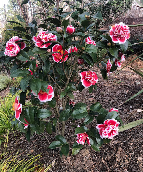 Camellia x 'Dragon Fireball' aka 'Longhuozhu'