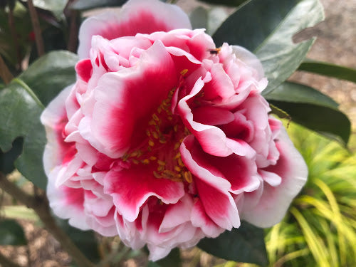 Camellia x 'Dragon Fireball' aka 'Longhuozhu'