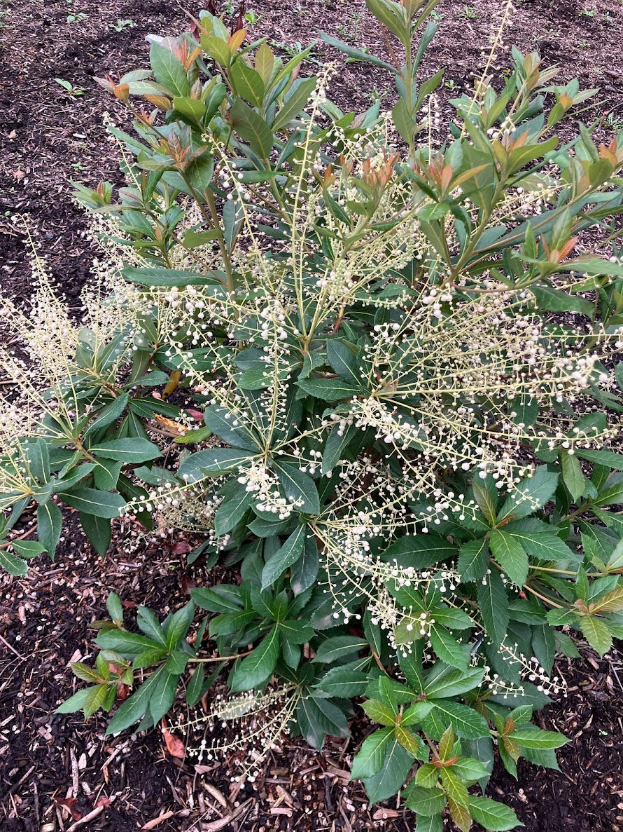 Clethra macrophylla RARE