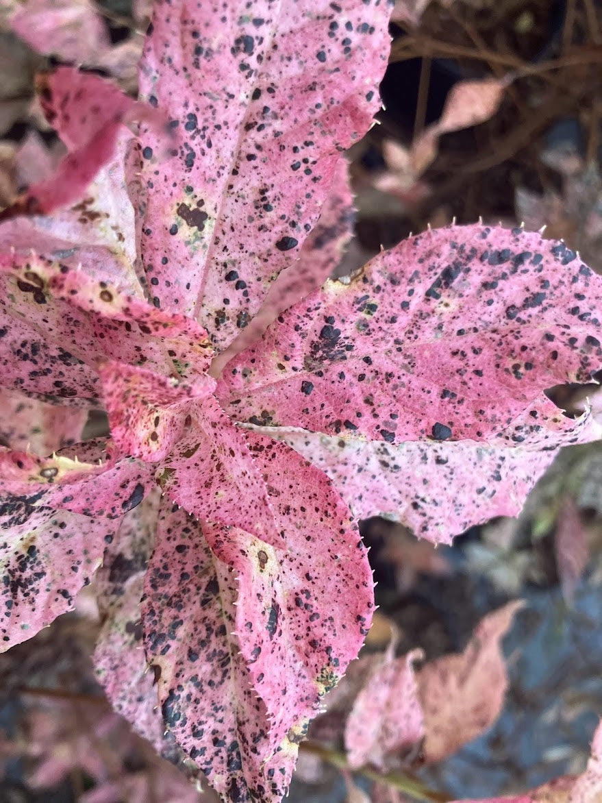Clethra barbinervis 'Takeda Nishiki'