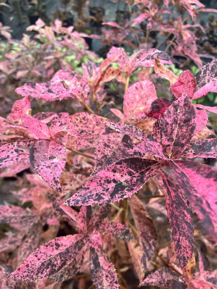 Clethra barbinervis 'Takeda Nishiki'