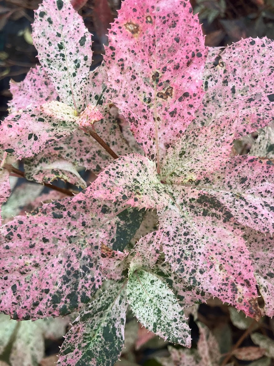 Clethra barbinervis 'Takeda Nishiki'