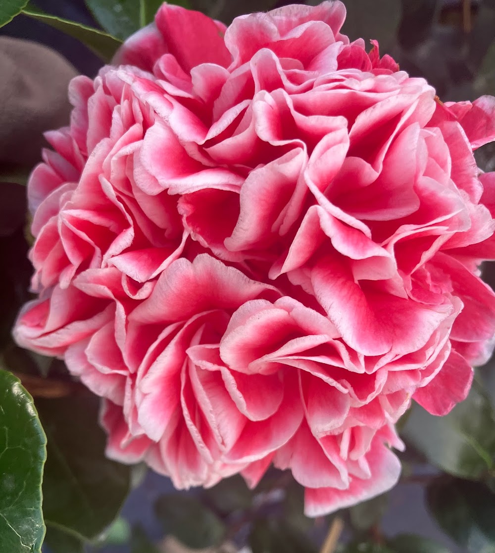 Camellia japonica 'Volunteer'