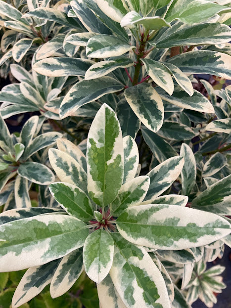 Daphniphyllum teijsmannii 'Mountain Dove' EXTREMELY RARE!!!