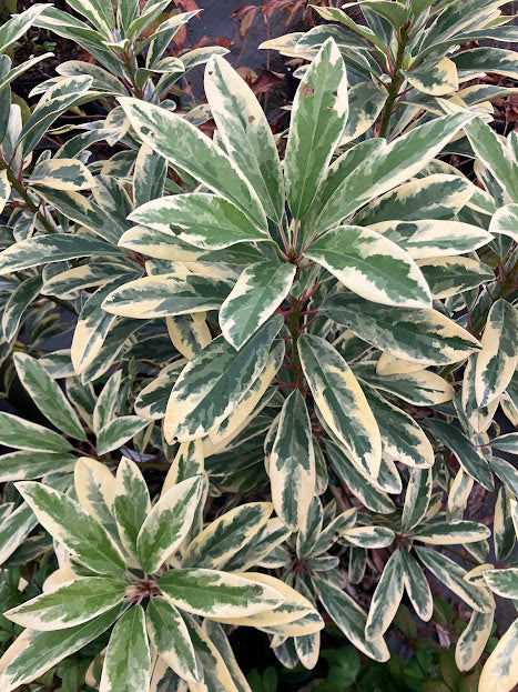 Daphniphyllum teijsmannii 'Mountain Dove' EXTREMELY RARE!!!