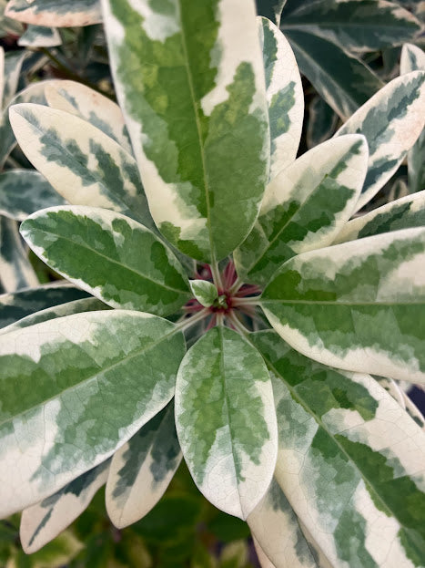 Daphniphyllum teijsmannii 'Mountain Dove' EXTREMELY RARE!!!