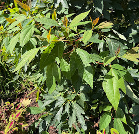 Sassafras tzumu
