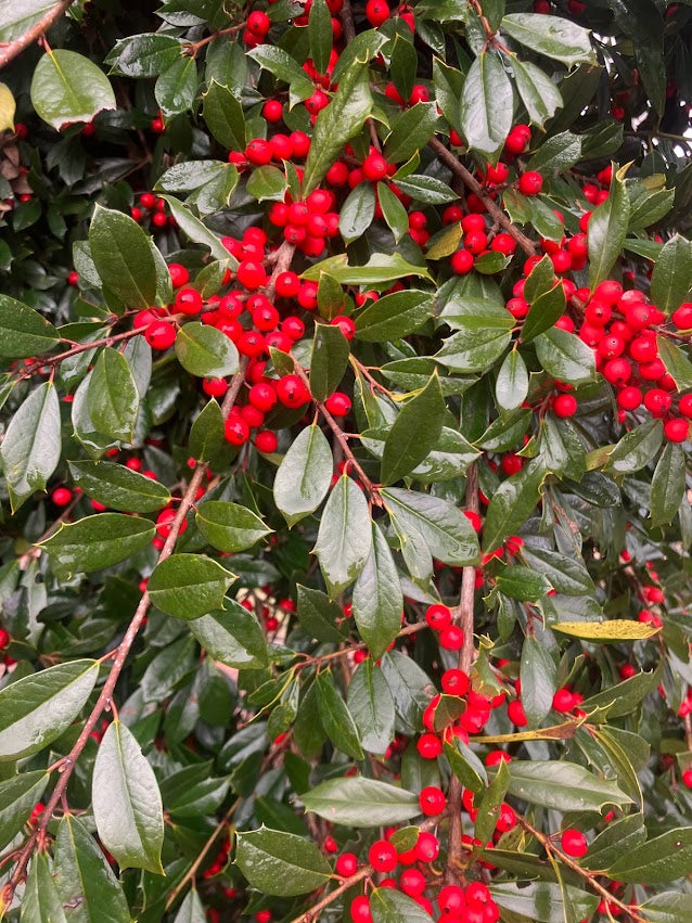 Ilex x attenuata 'Pack's Weeping'