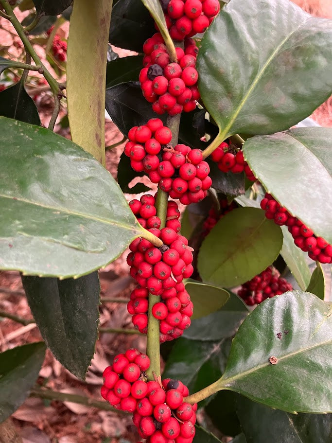 Ilex latifolia 'Gulino Garden'