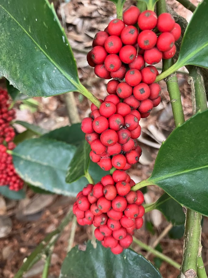 Ilex latifolia 'Gulino Garden'