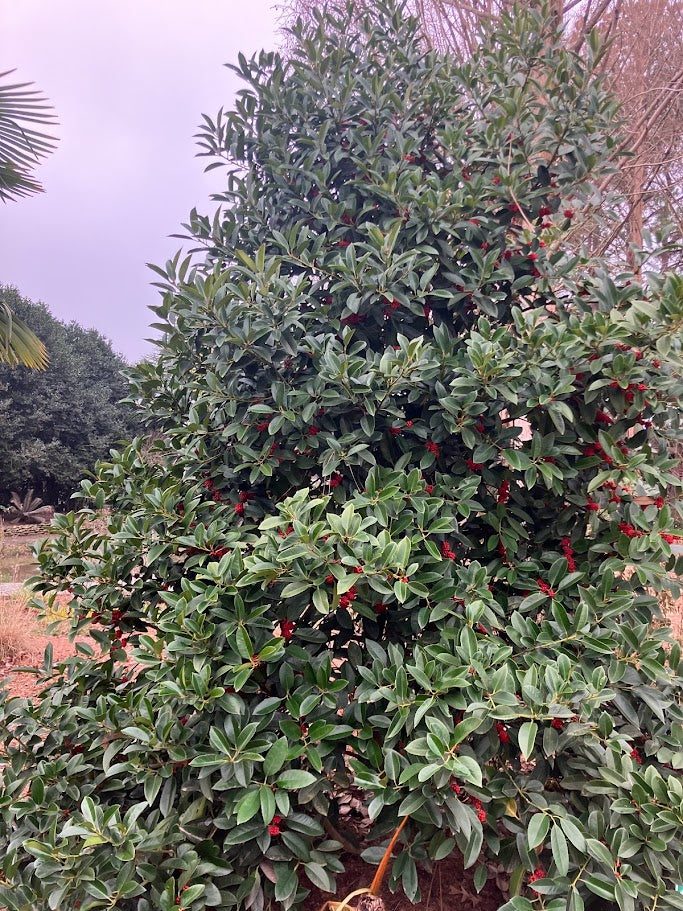 Ilex latifolia 'Gulino Garden'