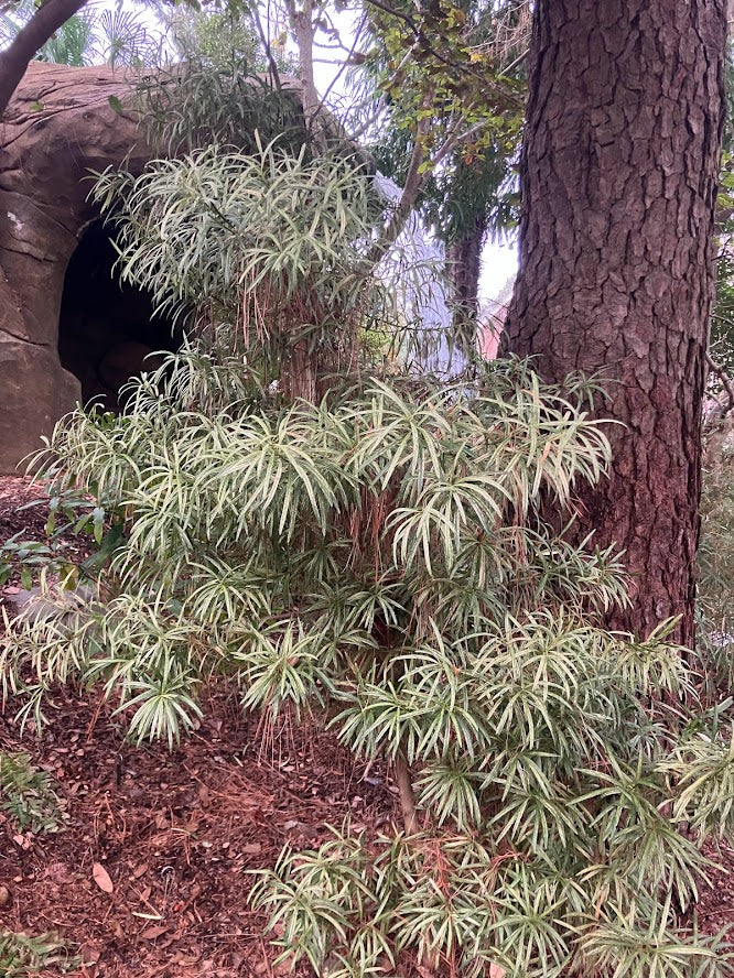 Podocarpus macrophyllus 'Okina'