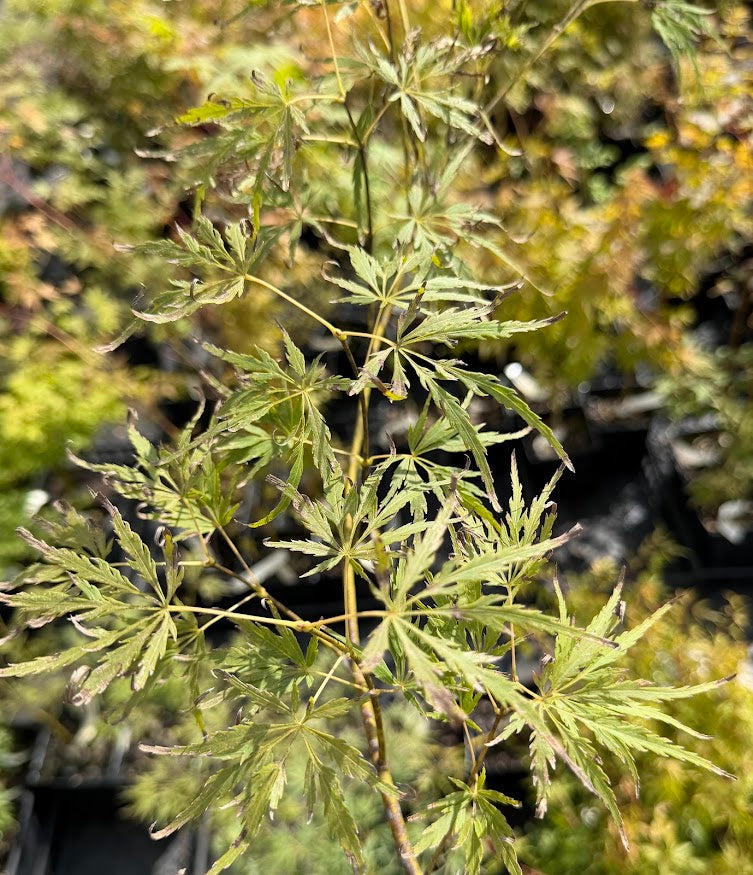 Acer palmatum 'Edna Bergman'
