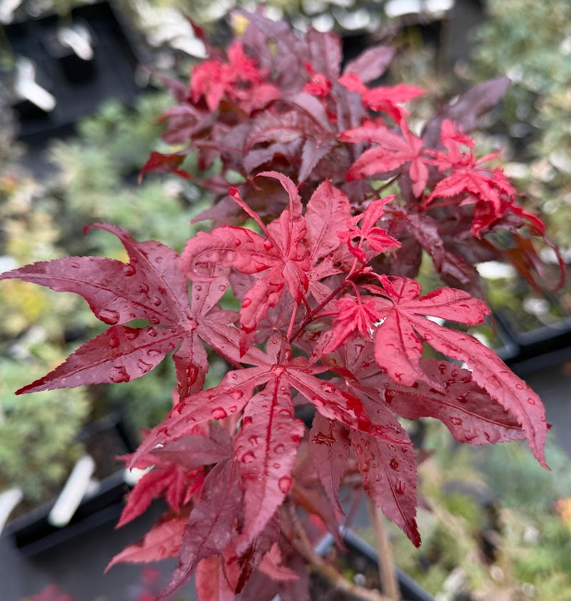 Acer palmatum 'Dark Ghost'