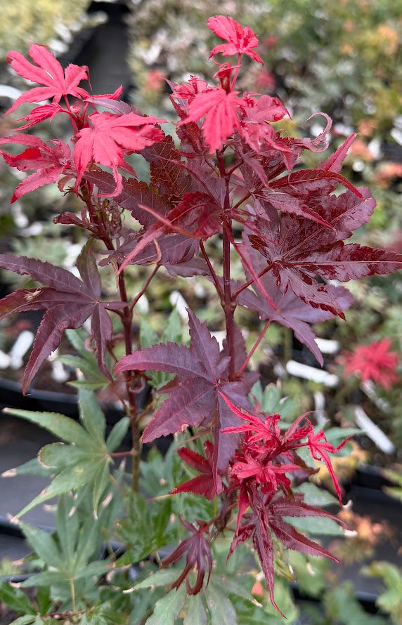 Acer palmatum 'Fireball'