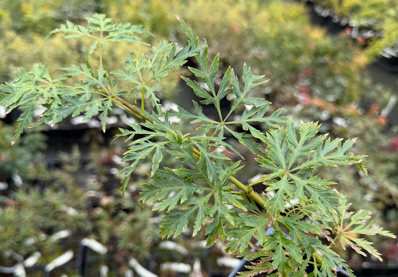 Acer palmatum 'Green Spider'