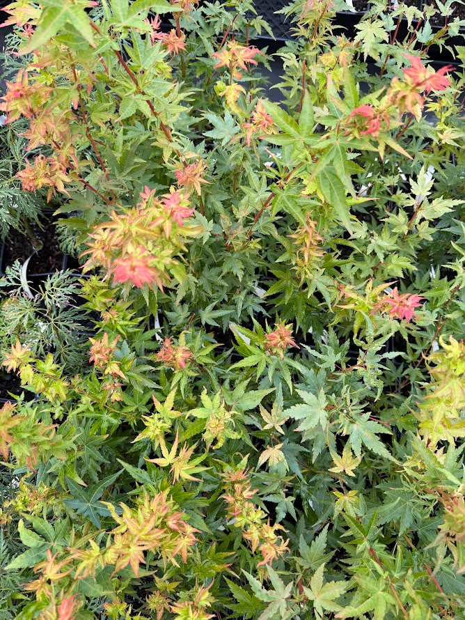 Acer palmatum 'Fjelheim'