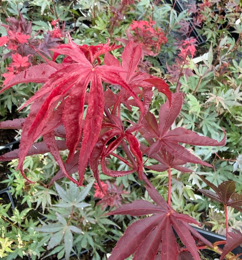 Acer shirasawanum "Red Dawn'