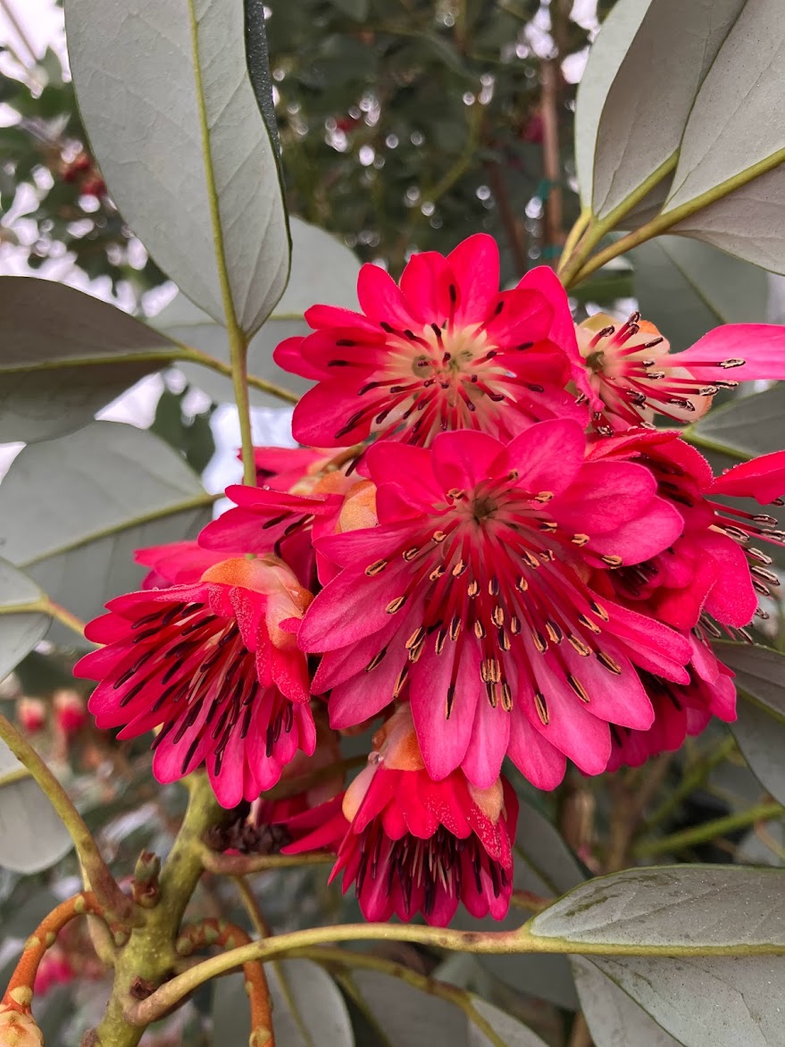 Rhodoleia henryi "Cold Hardy Clone" EXTREMELY RARE!