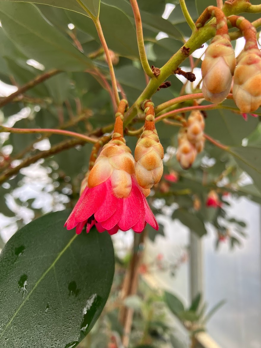 Rhodoleia henryi "Cold Hardy Clone" EXTREMELY RARE!