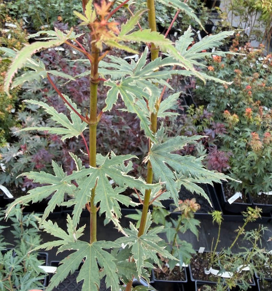 Acer palmatum 'Searle's Variegated'
