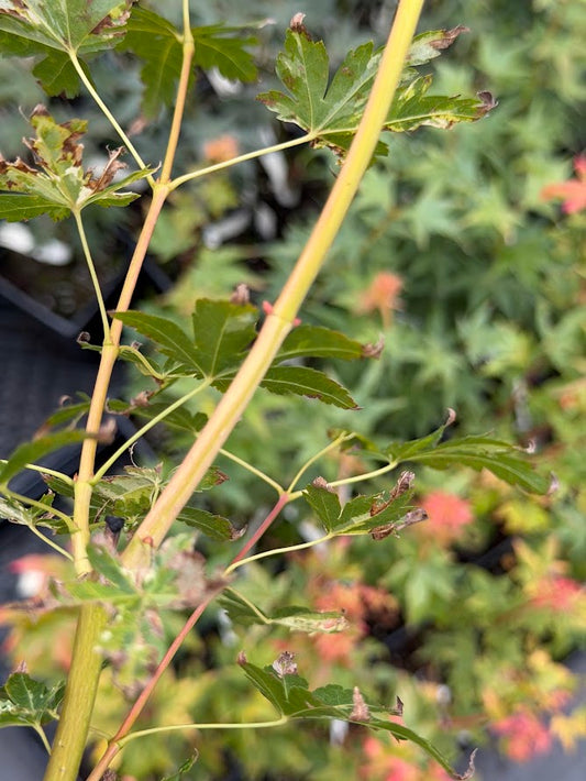Acer palmatum 'Tyvetsu Nishiki' RARE
