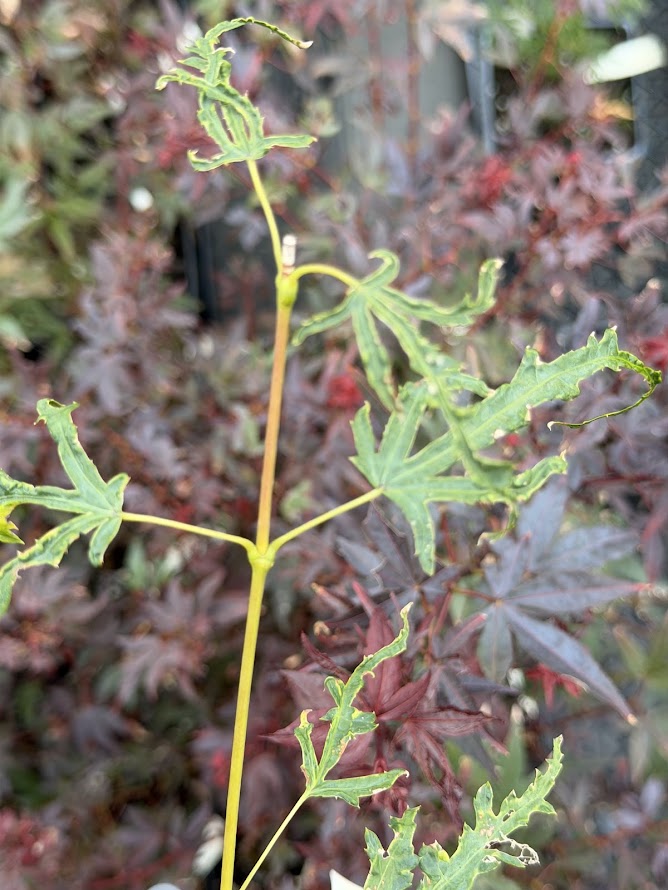 Acer palmatum 'Kaba'