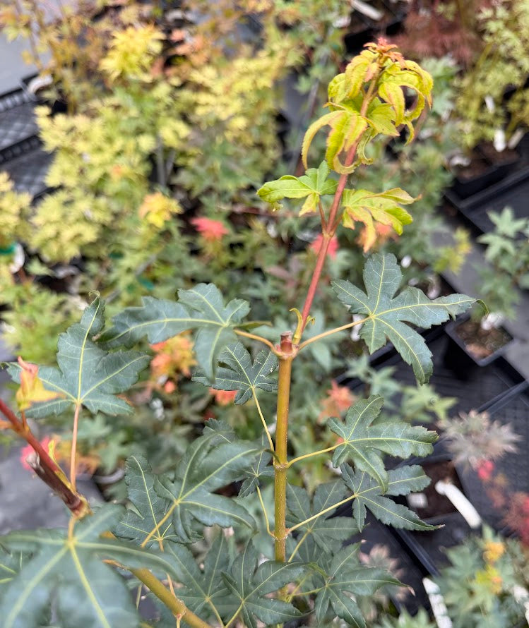 Acer pseudosieboldianum var. microsieboldianum