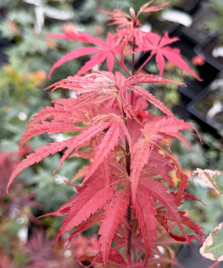 Acer palmatum 'Inazuma'