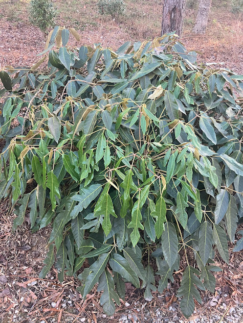 Schefflera delavayi