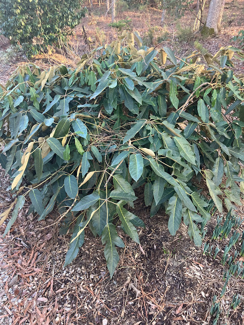 Schefflera delavayi