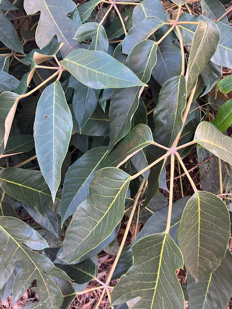 Schefflera delavayi