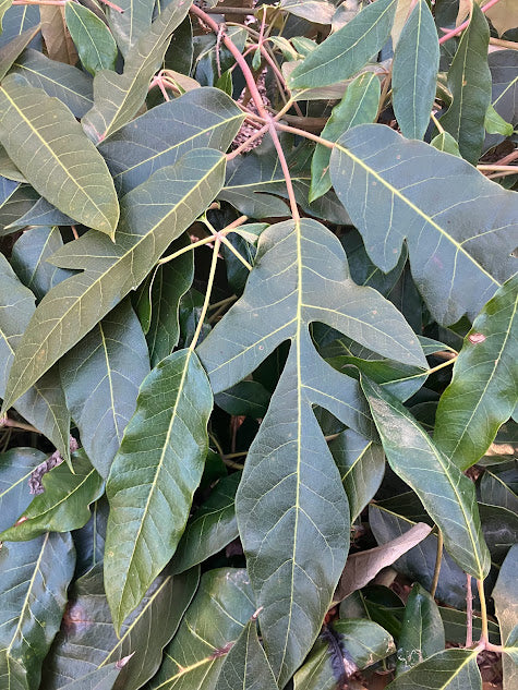 Schefflera delavayi